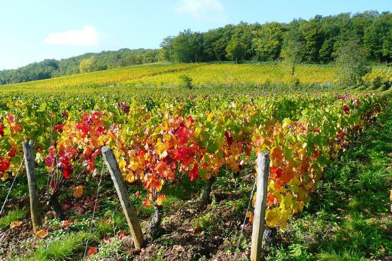 Vignes D Etiveau Roger Lespour Clp 1444409841